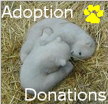 Adoption Donations